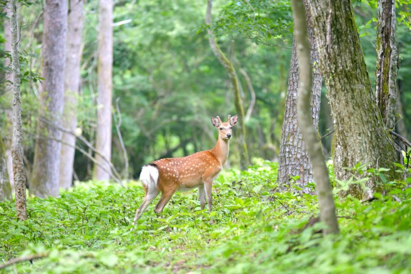 山崎商店_鹿ジビエ_信州鹿