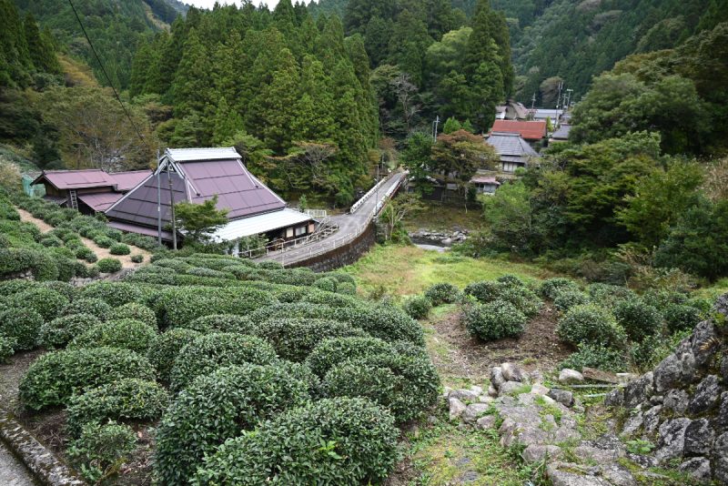 滋茶園_政所茶_茶畑